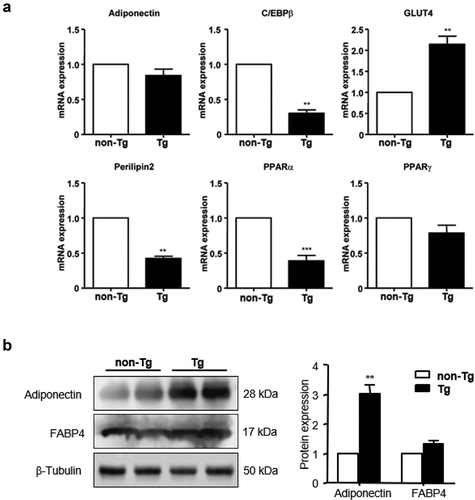 Figure 5. Effect of SFRP4 on gene expression in visceral adipose tissue. (a) The expression of adipogenic genes in epi WAT was determined by qPCR. (b) adipokine protein expression was determined by western blotting. Data are expressed as mean ± SEM, n = 6. **P < 0.01, ***P < 0.001 vs. non-Tg