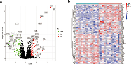Figure 2 Identification of differentially expressed genes following the cutoff criteria of |log2FC| ≥ 0.5 and adjusted p value < 0.05. (a) volcano plot. (b) Heatmap.