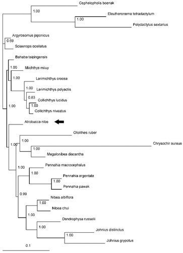 Figure 1. Phylogenetic position of the blackmouth croaker A. nibe (MF004314). Cephalopholis boenak (KC537759), Eleutheronema tetradactylum (KC878730), and Polydactylus sextarius (NC_027088) were selected as the outgroup. The other 19 species from Sciaenidae are: Argyrosomus japonicus (KT184692), Bahaba taipingensis (NC_018347), Chrysochir aureus (MF004313), Collichthys lucidus (JN857362), Collichthys niveatus (JN678726), Dendrophysa russelii (JQ728562), Johnius distinctus (MF083699), Johnius grypotus (KC491206), Larimichthys crocea (NC_011710), Larimichthys polyactis (GU586227), Megalonibea diacantha (KM257722), Miichthys miiuy (NC_014351), Nibea albiflora (NC_015205), Nibea chui (NC_025307), Otolithes ruber (KX929060), Pennahia argentata (NC_015202), Pennahia macrocephalus (KX576460), Pennahia pawak (KY978753), and Sciaenops ocellatus (NC_016867).