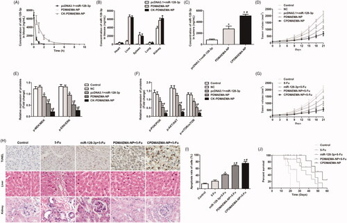 Figure 6. Pharmacokinetics, tumor targeting efficacy, and anti-tumor effect of various miR-128-3p formulations. (A) Evaluation of the pharmacokinetics of pcDNA3.1 + miR-128-3p, PDMAEMA-NP, and CPDMAEMA-NP. Distribution of different miR-128-3p formulations in normal tissues (B) and HCT-15 tumors (C). *p<.05 vs. the pcDNA3.1 + miR-128-3p group. #p<.05 vs. the PDMAEMA-NP group. (D) Tumor growth curve of mice after respectively treated with NC, pcDNA3.1 + miR-128-3p, PDMAEMA-NP, and CPDMAEMA-NP. (E) Quantitative evaluation of the levels of p-PI3K, p-AKT, and p-mTOR in tumor tissues by RT-qPCR experiments. *p<.05 vs. the control group or NC group. #p<.05 vs. the pcDNA3.1 + miR-128-3p group. (F) The changes of expressions of p-MEK and p-ERK in HCT-15 tumors quantitatively analyzed by RT-qPCR experiments. *p<.05 vs. the control group or NC group. #p<.05 vs. the pcDNA3.1 + miR-128-3p group. (G) Tumor growth curve of mice after respectively treated with 5-Fu or 5-Fu plus different miR-128-3p formulations. (H) The area of cell apoptosis after various treatments determined by TUNEL assay and H&E staining of Liver and kidney. (I) Semi-quantitative evaluation of the cell apoptosis rate after various treatments. *p<.05 vs. the control group or 5-Fu group. #p<.05 vs. the miR-128-3p + 5-Fu group. (J) Medium survival time of HCT-15 tumor-bearing mice after respectively injected with different formulations.