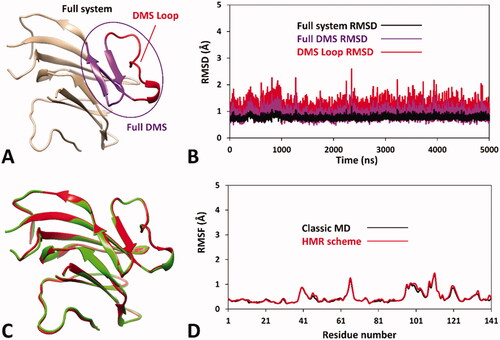 Figure 2. Results of the MD simulation studies performed on the wild-type hRPE65 system (A): (B) RMSD results obtained after 5 µs of MD simulation using the HMR scheme; (C) average structures of wild-type hRPE65 system obtained from the last 2 µs of MD simulation using classic (red) and HMR (green) approaches; (D) RMSF results obtained after 5 µs of MD using classic and HMR approaches.
