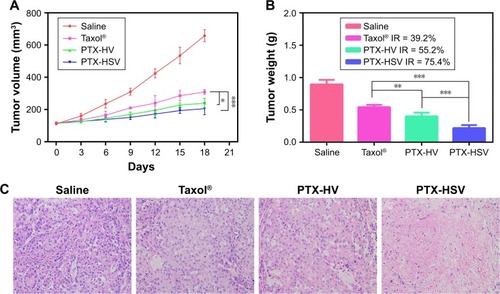 Figure 7 Results of in vivo efficacy assay. (A) Tumor volume change observed in A549 tumor-bearing mice treated with different formulations. (B) The weight of tumors excised at the end of the study. Data are expressed as the mean ± SD (n=5). *p<0.05. **p<0.01. ***p<0.001. (C) Pathological sections of H&E staining analysis of the tumors after being excised at the end of the study (×100).Abbreviations: IR, inhibition rate; PTX, paclitaxel; HSV, redox-sensitive hyaluronic acid-vitamin E succinate; HV, redox-insensitive hyaluronic acid-vitamin E succinate; H&E, hematoxylin and eosin.