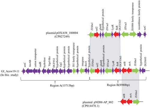 Figure 4 Schematic map of the genetic context of the GI_Acsw19-11. The resistance genes are indicated by red arrows, the mobile genes are indicated by the green arrows and other function genes are indicated by the purple arrows. Gray areas between open reading frames (ORFs) denote nucleotide identities with the similarity context.