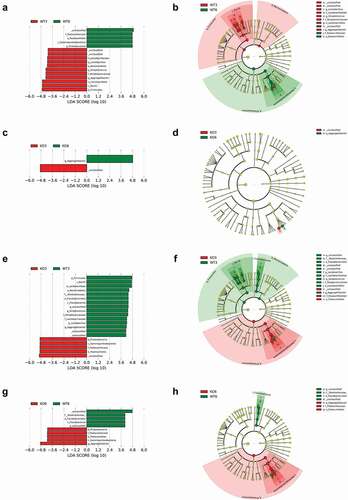 Figure 7. LEfSe analysis of oral microbiomes in 3- and 6-month-old Itgb6−/− and WT mice.