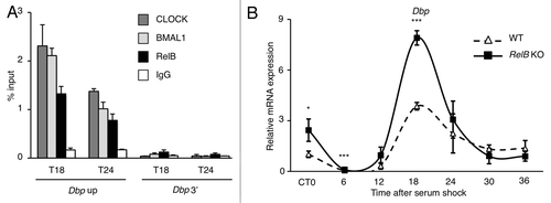 Figure 5. RelB negative regulation is required for proper circadian gene expression. (A) Cross-linked cell extracts were isolated at the indicated time points after serum shock from MEFs. The samples were subjected to ChIP assay with anti-CLOCK, anti-BMAL1, anti-RelB and anti-IgG, and analyzed by quantitative PCR with primers for Dbp promoter (Dbp Up and Dbp 3′). Control IgG and Dbp 3′UTR were used as control for immunoprecipitation and PCR, respectively. All the values are the mean +/− SD (n = 3). (B) Circadian Dbp mRNA expression profile in wild-type (WT) and RelB KO MEFs, after serum-shock synchronization, analyzed by quantitative PCR. The values are relative to those of β-actin mRNA levels at each circadian time (CT). Time 0 (unsynchronized cells, CT0) in wt cells was set to 1. All the values are the mean +/− s.e.m. (n = 3), (*) p < 0.05, (***) p < 0.001.