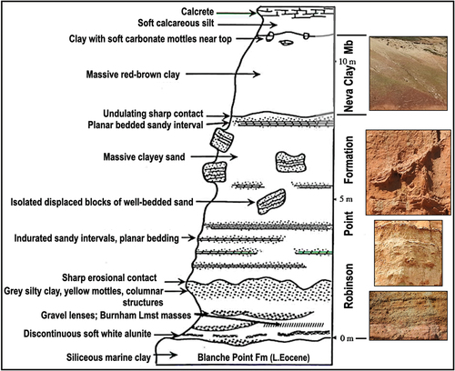 Figure 4. Composite sketch of the Pleistocene succession in the coastal cliffs between Witton Bluff and Port Noarlunga (after May, Citation1992) with photographs of representative lithologies.