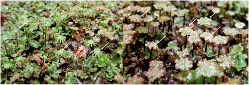 Figure 8. Images of Marchantia species with gametangiophores. (A) Mostly archegoniophores (arrows). (B) Mostly antheridiophores (arrows).