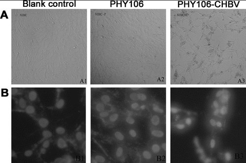 Figure 3. Effect of PHY106-CHBV expression on the morphology of NHMC cells 48 h after transfection. Representative photomicrographs taken under a light (100×) microscope (A) and a fluorescence (200×) microscope (B).