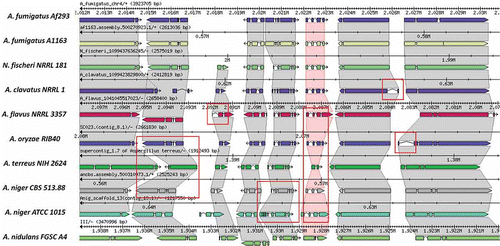 Figure 5. The Sybil Comparative Genomics Interface. A short region of synteny among orthologous genes of Aspergillus and related genomes is shown within the Sybil interface. Similarities and differences among the annotated gene structures become readily apparent, and many differences are found to represent artifacts rather than true evolutionary differences among related genes. Examples of the most striking discrepancies among annotated gene structures, involving different numbers of exons, or intron and exon lengths are highlighted by red rectangles.