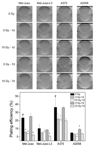 Figure 2. Influence of irradiation on plating efficiency. Untreated or treated cells were plated with 1,000 or 2,000 cells/well in 6-well plates, cultured for 5 to 11 d. Colonies greater 50 cells were counted, and plating efficiency was calculated as ratio of the number of colonies to the number of seeded cells × 100%. Three independent experiments, each in duplicate were performed. Upper panel: representative wells after staining. Lower panel: data after counting the cell clones. Symbols represent means ± SEM, (p ≤ 0.05, two-tailed), *, vs. 0 Gy; # vs. A2058-0 Gy; Mann-Whitney U test.