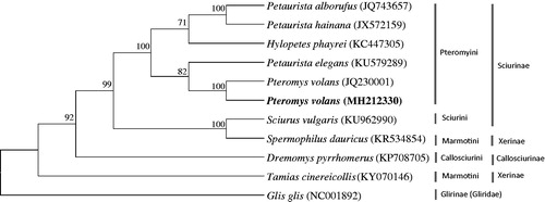 Figure 1. The phylogenetic relationship of Pteromys volans and its allied species inferred from maximum-likelihood analysis based on complete mitogenome sequences. The ML tree was generated using the GTR + G+I model, and the robustness of the tree was tested with 1000 bootstrap. The numbers on the branches indicate bootstrap values.