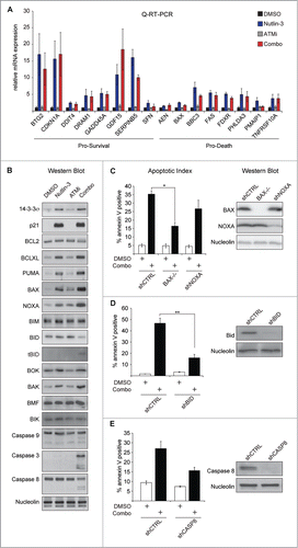 Figure 1. Synthetic Lethality of Nutlin-3 and ATMi is independent of changes to the p53 transcriptional program. (A) HCT116 cells were treated with DMSO, 20 μM Nutlin-3R, 10 μM ATMi or the combination for 24 hours and Q-RT-PCR (B) HCT116 cells were treated as in (A) and protein lysates prepared and western blots were performed using the indicated antibodies. (C) HCT116 cells stably expressing a non-targeting shRNA (shCTRL), an shRNA targeting NOXA or null for BAX, were treated as in (A) and apoptotic levels measured via Annexin-V staining (left). Western blots to confirm target gene knockdown (right). (D and E) HCT116 cell stably expressing the indicated shRNAs were treated and analyzed as in (C). Data presented are average of at least 3 independent replicates +/− SEM. *P < 0.05, **P < 0.01.