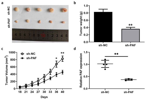 Figure 5. PAF knockdown significantly represses the tumor formation and growth of HCC in vivo. NOD-SCID mice were subcutaneously injected with Huh7 sh-PAF or control sphere cells (1 × 104)