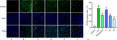 Figure 10 Apoptosis levels in different groups of rat cardiomyocytes (magnification = 400 ×, The nuclei of DAPI-positive normal cardiomyocytes fluoresced blue; the nuclei of TUNEL-positive apoptotic cardiomyocytes fluoresced green). (A) Control group. (B) Iso group. (C) Propranolol group. (D) Low-dose CRC-CDs group. (E) Medium-dose CRC-CDs group. (F) High-dose CRC-CDs group. (G) Percentage of TUNEL-positive cells. Date are represented as means ± SD (n = 5). ##P < 0.01 compared with the control group, **P < 0.01 and *P < 0.05 compared with the Iso group.