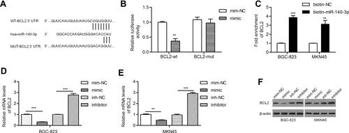 Figure 2 MiR-140-3p directly targeted BCL2 in GC cell lines.