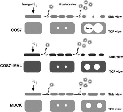 Supplementary Figure 3. The effect of MAL on pore expansion and percolation. A scheme that recapitulates the difference between MDCK and COS cells and effect of MAL on membrane morphology during TX-100 differential extraction.