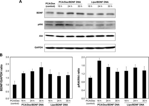 Figure 11 Functional application of PCA/Dex compared with Lipofectamine® 3000 (Lipo) in HEI-OC1 cells.Notes: (A) After loading PCA/Dex/BDNF DNA and Lipo/BDNF DNA, the expression of BDNF and phosphorylation of Akt were measured by Western blotting. (B) BDNF/GAPDH ratio and pAkt/Akt ratio after normalization against GAPDH (n=3, mean ± SD).Abbreviations: Arg8, arginine 8; BDNF, brain-derived neurotrophic factor; Dex, dexamethasone; h, hours; PCA, PHEA-g-C18-Arg8; SD, standard deviation.
