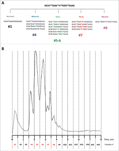 Figure 1. (A) Schematic composition of the acetylated peptides library. (B) RP-HPLC fractionation of the 16 distinct peptides corresponding to all combinations of 4 acetylated/non-acetylated lysines over the sequence K24KSK*TAAK*K*NDK*EAAG39 of APE1. Fractions were collected every 0.5 minutes identifying the pools of acetylated/non-acetylated peptides as illustrated on the top of the chromatogram. Peaks have been labeled according to the molecules they contain.