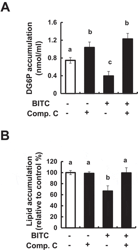 Figure 6. Counteracting effect of an AMPK inhibitor on the BITC-induced suppression of glucose uptake and lipid accumulation.(A) The confluent 3T3-L1 adipocytes were incubated with the differentiation-inducing media treated with 5 µM BITC in the presence or absence of 2 µM Compound C for 3 days. The glucose uptake level was determined by an enzyme-dependent fluorometric assay. (B) The confluent 3T3-L1 adipocytes were incubated with the differentiation-inducing media treated with 5 µM BITC in the presence or absence of 2 µM Compound C for 3 days, then cultured in the differentiation-maintaining medium for 3 days. Thereafter, the cells were cultured in DMEM supplemented 10% FBS for another 2 days and stained with Oil Red O. All values were expressed as means ± SD of three separate experiments. Data were analyzed by a one-way ANOVA followed by Tukey’s HSD using XLSTAT software. Different letters above the bars indicate significant differences among treatments for each compound (p < 0.05).