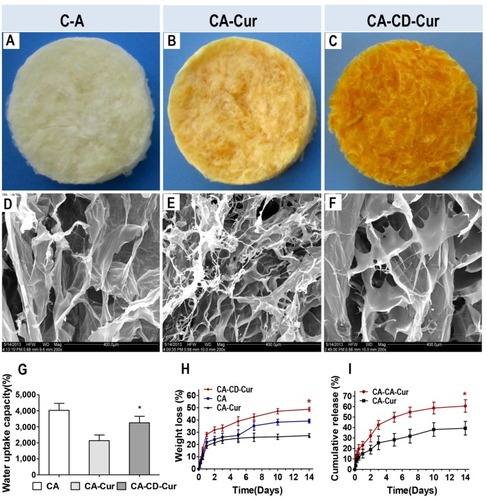 Figure 1 Physicochemical characterization of CA, CA-Cur, and CA-CD-Cur.