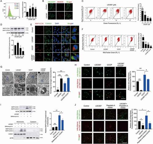 Figure 1. Inhibition of CDK9 induces mitochondrial dysfunction and suppresses mitophagy. (A) HepG2 cells were treated with LDC067 for 24 h. Levels of MitoSOX were measured by flow cytometry. (B) MitoSOX levels were observed by confocal microscopy (15 μM LDC067, 600×, scale bar: 50 μm). (C) MMP was measured using MitoProbe JC-1 by flow cytometry. The ratio of red to green fluorescence intensity, which indicated the level of mitochondrial membrane potential, was quantified. (D) Protein expression of MAP1LC3A, including the MAP1LC3A-I (soluble), and the MAP1LC3A-II (membrane bound) form, was determined by Western blot. Protein expression of the MAP1LC3A-II form was quantified and normalized to ACTB (β-actin). (E-H) HepG2 cells were treated with 15 μM LDC067 with or without 10 μM CCCP for 24 h. (E) MAP1LC3A and mitochondria (TOMM20 marked) were observed by confocal microscopy imaging (1000×, scale bar: 50 μm). (F) MitoTracker Red and MitoTracker Green staining were measured by flow cytometry. The ratio of red to green fluorescence intensity, which indicated the number of heathy mitochondria, was quantified. (G) Detection of mitochondrial ultrastructure by TEM. Black arrow: normal mitochondria. White arrow: mitochondrial autophagosome. Red arrow: damaged mitochondria (mitochondria with swelling, broken cristae and vacuolation). The percent damaged mitochondria was quantified. (H) Fluorescent dots in HepG2 cells transfected with mito-Keima plasmid were observed by fluorescence microscopy (1000×, scale bar: 50 μm). The relative ratio of red to green fluorescence area per cell was quantified. (I) HepG2 cells were treated with 15 μM LDC067 with or without 20 nM bafilomycin A1 for 24 h. The protein levels of MAP1LC3A in whole cells, mitochondria and the cytoplasm were measured. The protein level of the MAP1LC3A-II form in mitochondria was quantified and normalized to COX4I1. (J) HepG2 cells were treated with 15 μM LDC067 for 24 h with or without pepstatin A and E64d (pepstatin A and E64d were both administered at a concentration of 10 μg/mL for 24 h). Then, the fluorescent dots from mito-Keima were observed by fluorescence microscopy (1000×, scale bar: 50 μm). The relative ratio of red to green fluorescence area per cell was quantified. Bar, SD. *P < 0.05 or **P < 0.01. “ns” means not significant (P > 0.05).