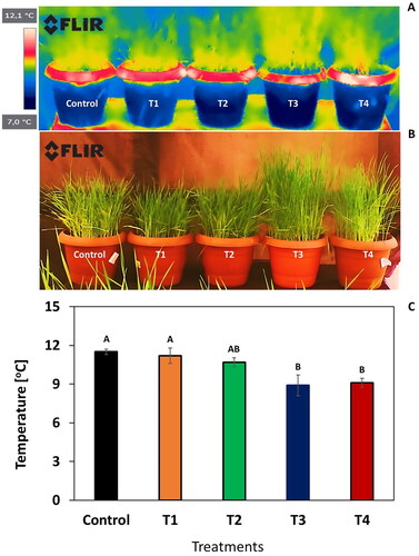 Figure 1. Thermal image [A] taken from plants that clearly show the effects of treatments illustrates the pre-harvest vegetative development of plants under greenhouse conditions [B]. Error bars represent the standard error of the mean for each treatment (n = 3). Average values (n = 3) marked with different letters in the same column are significantly different according to Duncan post-hoc tests at P < 0.05.