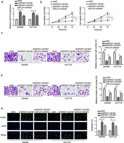 Figure 6. SPINT1-AS1 accelerated CRC progression by targeting miR-214. (a) RT-qPCR showed miR-214 expression in SW480 and HCT116 cells transfected with shNC, shSPINT1-AS1#2, and shSPINT1-AS1#2 + miR-214 inhibitor. (b-e) CCK-8, transwell, and TUNEL assays showed the proliferation, migration, invasion and apoptosis of CRC cells transfected with shNC, shSPINT1-AS1#2, and shSPINT1-AS1#2 + miR-214 inhibitor. *p < 0.05, ** p  < 0.01, ***p < 0.001.