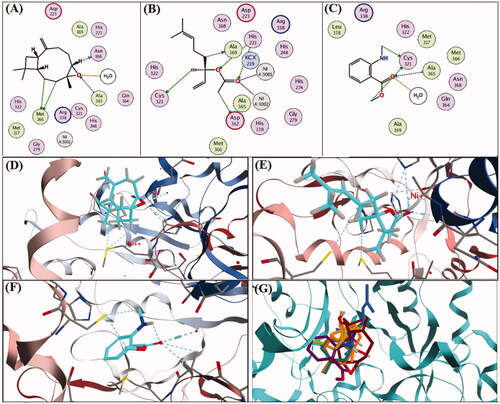 Figure 4. 2D and 3D-binding affinities of caryophyllene oxide (A,D), linalyl acetate (B,E), methyl-N-methyl anthranilate (C,F) and concomitant interactions of seven major compounds identified in marjoram and mandarin oils with the active sites of H. pylori urease domain.