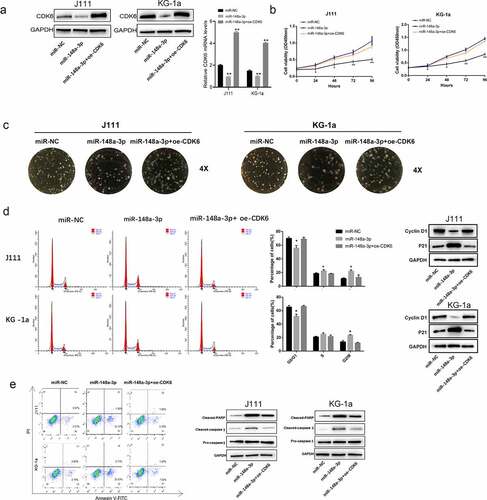 Figure 5. Effect of CDK6 overexpression on the proliferation of J111 and KG-1a cells which transfected with miR-148a-3p mimics. A: The CDK6 overexpression plasmid or control plasmid was co-transfected with miR-148a-3p mimics or miR-NC in AML cells for 48 hours, then CDK6 mRNA and protein expressions were conducted by qRT-PCR and Western blot; B: CCK-8 assay was used to detect the cell viability. C: cell clone formation experiment of J111 and KG-1a cells; D: Cell cycle arrest assay and related protein expression in J111 and KG-1a cells. E: cell apoptosis ratio and related protein expression in J111 and KG-1a cells. Compared with miR-NC, *P < 0.05, **P < 0.01