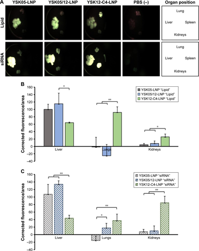 Figure S2 Biodistribution of LNPs.Notes: Mice were intravenously injected, regardless of their body weight, with 200 µL of LNPs encapsulating 10 µg siRNA (assuming a mouse body weight of 20 g, the injected dose will be 0.5 mg siRNA/kg). In the LNPs, either the lipids were labeled with DiD or the siRNA was labeled with AF647. At 30 minutes after injection, the mice were sacrificed and body organs (liver, lung, kidneys, and spleen) were collected and fluorescence of either the lipids or the siRNA was observed using FluorVivo 300 small animal fluorescence imaging (A). The biodistribution of lipids (B) and siRNA (C), respectively, was further quantified using ImageJ software. *P<0.05, **P<0.01, nonrepeated ANOVA followed by an SNK test; data represent the mean±SD (n=3).Abbreviations: AF647, alexafluor 647; LNP, lipid nanoparticle; siRNA, short interfering RNA.