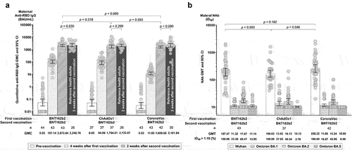 Figure 2. Maternal humoral immune responses four weeks after the first dose and two weeks after the second dose. (a) Illustrates anti-SARS-CoV-2 receptor binding domain (RBD) IgG geometric mean concentrations (GMCs), with references of the same vaccine regimens in healthy, non-pregnant adults for comparison.Citation22 (b) Illustrates geometric mean titers (GMTs) of neutralizing antibodies (NAbs) from 50% inhibitory dilution (ID50) by microneutralization assays against the ancestral Wuhan strain and Omicron BA.1, BA.2, and BA.5 subvariants. Titers below the lower limit of detection (LLOD of 1:10) were replaced with a value of 10. Error bars represent geometric means with 95% confidence intervals (CIs). Abbreviations: BAU, Binding Antibody Units; ID50, 50% Inhibitory Dilution.