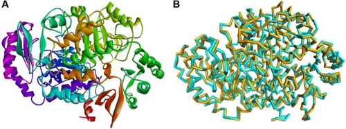Figure 1 Preparation of 3D structure of Mycobacterium tuberculosis 7,8-diaminopelargonic acid aminotransferase: (A) 3D structure of 7,8-diaminopelargonic acid aminotransferase (BioA) of M. tuberculosis (LdtMt2, PDB ID: 3TFU)Citation27 (3D structure generated using: Protein Data Bank, www.rcsb.org);Citation28 (B) molecular overlay of raw (cyan) and minimized (yellow) crystal structures of BioA (RMSD =0.70 Å).