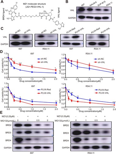 Figure 3. MZ1 degradation of BET protein depends on VHL in B-ALL cells. (A) Schematic diagram of the bifunctional PROTAC molecule (MZ1). (B) VHL protein expression in B-ALL cells by Western blot analysis. (C) 697 and RS4;11 cells were transfected with sh-VHL or PLVX-VHL lentivirus, and the expression level of VHL was detected by Western blot. (D) Downregulation of VHL significantly inhibited the MZ1 activity in 697 and RS4;11 cell lines. In contrast, overexpression of VHL increased the MZ1 activity in 697 and RS4;11 cell lines. (E) After MZ1(0.25 μΜ) and different concentrations of MG132 treated with 697 and RS4;11 cells for 12 h, western blot assay showed that MG132 inhibited BRD2, BRD3 and BRD4 protein degradation in a dose-dependent manner. Cell viability measuring experiment was tested in triplicate and independently performed at least three times. Western blot experiment was tested one time independently. *p < 0.05, **p < 0.01, ***p < 0.001, ****p < 0.0001.