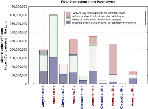 Figure 13.  Distribution of fibers in the parenchyma by subcompartment as a function of time after cessation of exposure for chrysotile fibers and sanded joint compound particles compared to the amosite asbestos exposure group.