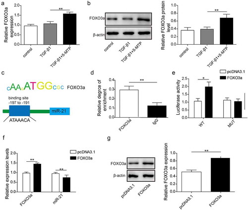 Figure 3. FOXO3a was upregulated by 5-MTP and suppressed the transcription of miR-21