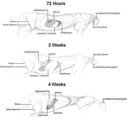 Figure 4.  Whole-body sections and subsequent autoradiographs of male Sprague–Dawley rats 72 h, 2 and 4 weeks following IV administration of 17 mg·kg−1 [14C]-peginesatide. Dark areas represent high radioactive concentrations.