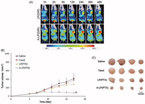 Figure 6. (A) In vivo fluorescent images of tumor bearing mice at different time points after i.v. injection of LP (DiR) or A-LP (DiR). (B) Tumor growth curve of MCF7 PTX-R cells baring nude mice treated with saline, Taxol, LP (PTX) or A-LP (PTX). a, p < .05 versus saline, Taxol or LP (PTX) formulation. (C) Photograph of the tumors excised at the end of the test. Scale bar =1 cm.