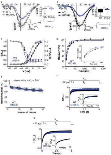 Figure 6. Biophysical properties of Cav1.3 mutant M1354I. (a) Current-voltage relationships (ICa, mean ± S.E.M.) of WTL and M1354IL recorded in parallel on the same days (>3-different transfections). Inset (upper): Box plots of peak current densities (median, 5/95 percentile, [pA/pF]): WTL: −10.9 (−72.3/-5.86) n = 38; M1354IL: −8.33 (−25.3/-4.44), n = 40) were significantly smaller for the mutant (Mann Whitney test, p = 0.029). Inset (lower): Representative ICa traces of WTL and M1354IL upon depolarization to Vmax. (b) Current-voltage relationships (ICa, mean ± S.E.M.) of WTS and M1354IS recorded in parallel on the same days (>3-different transfections). Inset (upper): peak current densities (median, 5/95 percentile, [pA/pF]): WTS: −7.50 (−28.5/-3.63), n = 30; M1354IS: −5.89 (−12.6/-3.00), n = 19) were significantly smaller for the mutant (Mann Whitney test, p = 0.037). Inset (lower): Representative ICa traces of WTS and M1354IS upon depolarization to Vmax. (c) M1354I steady-state activation (circles, solid lines) and inactivation (squares, dashed lines) of WTL (filled black symbols), M1354IL (filled blue symbols), WTS (open black symbols), and M1354IS (open blue symbols). No significant changes were observed in mutant channels. Gating parameters and statistics are given in Table 3. (d) Recovery from ICa inactivation (mean ± S.E.M.) of WTL and M1345IL. First 300 ms are magnified in the inset. Curves were fitted using a mono-exponential function; there was no difference in the time constants (τ as mean ± S.E.M [ms]: WTL: 166.1 ± 20.6, n = 5; M1354IL: 154.5 ± 42.5, n = 5; unpaired Student’s t-test). E: Fraction of Imax remaining after repetitive depolarizations to Vmax at 3 Hz (mean ± S.E.M.) of WTL (n = 10) versus M1345IL (n = 5). (f) Normalized inactivation time course of ICa after 5-s depolarization to Vmax (mean ± S.E.M.) of WTL (n = 35) and M1354IS (n = 9). For statistics, see Table 4.