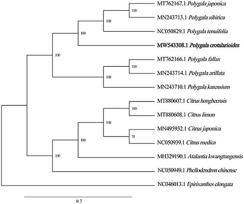 Figure 1. Neighbor-Joining tree of P. crotalarioides and related species using chloroplast sequences.