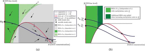 Figure 9. Phase plane analysis of the two-dimensional model (11). (a) The directions of the vector field and the BoAs in the case of bistability with stable steady states s0,s1, where s0 denotes the silenced steady state and s1 denotes the active steady state. The arrows in each region denote the direction of the vector field. (b) The area of the ε-independent BoA of the silenced steady state s0 increases when the methylation ratio increases. Recall that ε→∞ denotes the case of a slow methylation kinetics (relative to protein kinetics), while ε→0 denotes the case of fast methylation kinetics