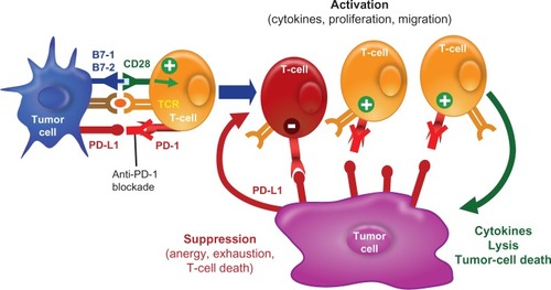 Figure 5 Anti-PD-1 blocks T-cell suppression. Blocking the PD-1–PD-L1 pathway by using either a PD-1 antibody or a PD-L1 antibody allows for T-lymphocytes to mount a robust immune response against tumor cells.Abbreviation: TCR, T-cell receptor.