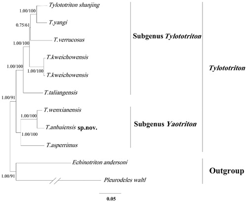 Figure 1. The Bayesian tree and maximum-likelihood (ML) tree among eight Tylototriton species based on the whole mitogenome. Numbers at the nodes are bootstrap values of the Bayesian and ML analysis. The GenBank accession number of species are Tylototriton shanjing (NC027505), T. yangi (NC032308), T. verrucosus (NC017871), T. kweichowensis (NC029231), T. taliangensis(NC027421), T. wenxianensis (NC027507) T. asperrimus (EU880340), Echinotrion andersoni (EU880314) and Pleurodeles waltl (EU880330).