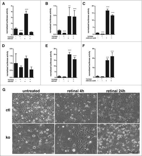 Figure 3. Retinal and ATRA rescue reduced RAR-signaling activity in ROCK inhibitor treated keratinocytes. (A-C) Cultured control keratinocytes were transfected with luciferase reporters for RAR-mediated signaling and treated for 24 h with 25 μM Y27632, 10 μM retinol (A), 2 μM retinal (B), 1 μM ATRA (C), or left untreated, as indicated. Shown is the firefly luciferase activity of the reporters normalized to the renilla luciferase activity indicating transfection efficiency. All the samples were statistically compared to untreated cells. (n: 4-14; **: p < 0,01; ***: p < 0,001). (D-F) Cultured RhoA-null keratinocytes were transfected with luciferase reporters for RAR-mediated signaling and treated for 24 h with 25 μM Y27632, 10 μM retinol (D), 2 μM retinal (E), 1μM ATRA (F), or left untreated, as indicated. Shown is the firefly luciferase activity of the reporters normalized to the renilla luciferase activity indicating transfection efficiency. All the samples were statistically compared to untreated cells (n: 4-14; **: p < 0,01; ***: p < 0,001). (G) Treatment for 24 h with 2 μM retinal induced increased cell death in RhoA-null keratinocytes. Shown are representative pictures of keratinocytes in culture treated as indicated (size bar = 50mm).