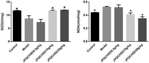 Figure 3. Effects of Jian Pi Qing Chang Hua Shi decoction (JPQCHSD) on levels of malondialdehyde (MDA) and superoxide dismutase (SOD) activity in colon in 2,4,6-trinitrobenzene sulphonic acid (TNBS)-induced inflammatory bowel disease (IBD) rats. MDA and SOD levels were measured. ★p < 0.05 and *p < 0.05 as compared to the model group. Data are shown as the mean ± standard deviation. Control, no treatment; Model, TNBS-induced IBD rats; JPQCHSD 9.5 g/kg, JPQCHSD 19 g/kg, and JPQCHSD 38 g/kg, respectively.