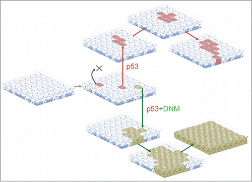 Figure 4. A cellular mechanism of field change. In carcinogen exposed tissues mutations in genes such as p53 (red) are frequent. However, stochastic differentiation leads to most such mutant clones being shed from the epithelium (marked X). However, if a p53 mutant cell is subject to a Notch inhibiting mutation, it achieves clonal dominance. Over time the double mutant clone expands to colonize a large area, resulting in a region of epithelium at increased risk of malignant transformation as it acquires further mutations.