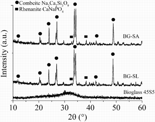 5 XRD of Bioglass scaffolds: XRD spectra of Bioglass 45S5, SL replica foam and SA foam replica