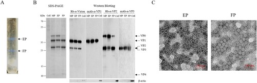 Figure 1. Purification and characterization of CV-A10 particles. CV-A10 particles were harvested from infected Vero cells, purified by CsCl gradient ultracentrifugation, and inactivated by formaldehyde as described in the materials and methods. (A) The positions of empty and full particles (EP, FP) were indicated in CsCl gradient (equilibrium at a starting density of 1.30 g per ml). The density of EP and FP particles was measured by an Ernst Abbe refractometer. (B) The purified particles EP, FP and their mixture MP (EP: FP = 4:6) were subjected to SDS-PAGE and Western blotting assays with rabbit polyclonal antibodies against whole virus, VP2 and mouse monoclonal antibody against VP1, VP3 (Rb-α-virion, mAb-α-VP1, Rb-α-VP2 and mAb-α-VP3). VP0, VP1, VP2, VP3 and VP4 were labelled on the right, and the molecular weight markers in KDa were indicated on the left. Mouse antibody against β-actin was used as loading control. (C) Electron microscope of inactivated EP and FP particles. Scale bar, 100 nm.