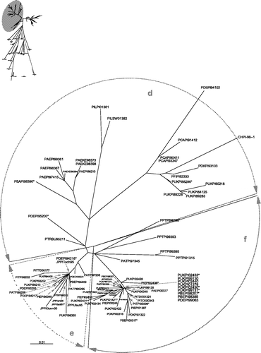 Figure 3. Unrooted maximum likelihood radial phylogram of subgroup 4bii isolates, based on nucleotide sequence data from 114 PPMV-1 isolates. The region analysed was a 375 base pair fragment (47 to 422) at the 3′ end of the fusion protein gene. Branch lengths represent the predicted number of substitutions and are proportional to the differences between the isolates. * Isolates represent at least one other identical sequence as presented in Table 2.