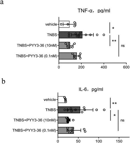 Figure 4. PYY 3–36 treatment reduces the level of serum TNF-α and IL-6 in mice with TNBS-induced colitis. Colitis was caused by TNBS via intracolonic administration. Mice treated with 50% ethanol in PBS as the vehicle control. Mice were injected i.p. with 0.1 nM or 10 nM PYY 3–36 12 h after TNBS instillation. Serum was obtained from the collected blood after sacrificing control and experimental mice at peak of disease progression on day 3. TNF-α and IL-6 were determined by ELISA. *, p < 0.05 **, P < 0.01 versus the mice injected with TNBS.