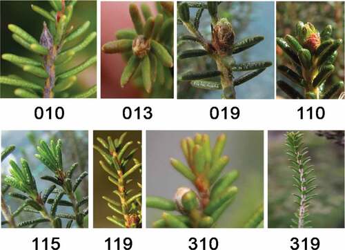 Figure 2. White crowberry’s (Corema album) vegetative development stages (stages 0, 1 and 3) according to the BBCH scale.